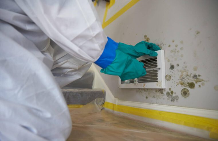 Mold Removal – How to Remove Mold from Your Dwelling